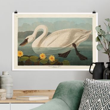 Poster - Vintage Board American Swan