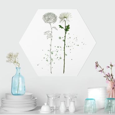 Forex hexagon - Botanical Watercolour - Dandelion
