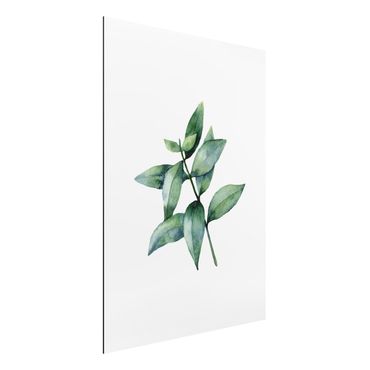 Print on aluminium - Waterclolour Eucalyptus lll