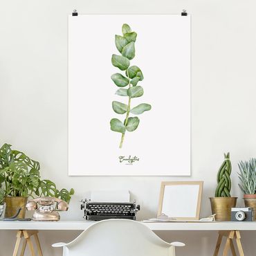 Poster flowers - Watercolour Botany Eucalyptus