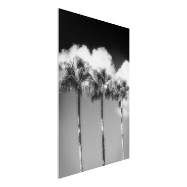 Print on forex - Palm Trees Against The Sky Black And White