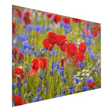 Print on aluminium - Summer Meadow With Poppies And Cornflowers
