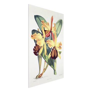 Print on forex - Walter Hood Fitch - Orchid