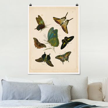 Poster - Vintage Illustration Exotic Butterflies