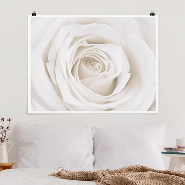Poster - Pretty White Rose