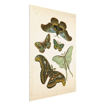 Print on forex - Vintage Illustration Exotic Butterflies II