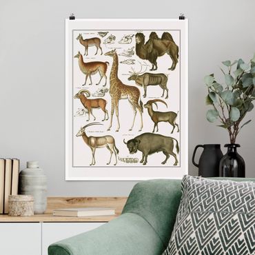 Poster - Vintage Board Giraffe, Camel And IIama