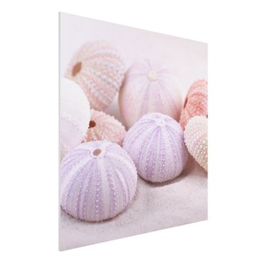 Print on forex - Sea Urchin In Pastel
