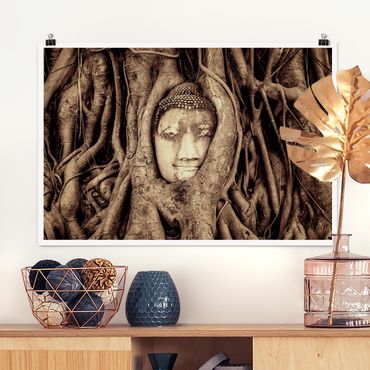Poster - Buddha In Ayutthaya Lined From Tree Roots In Brown