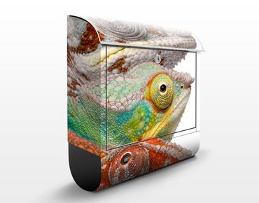 Letterbox - Colourful Chameleons