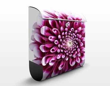 Letterbox - Aster