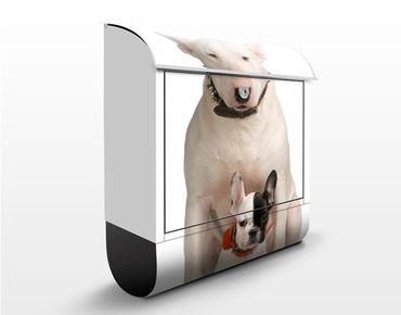 Letterbox - Bull Terrier and Friend