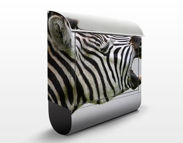 Letterbox - Roaring Zebra