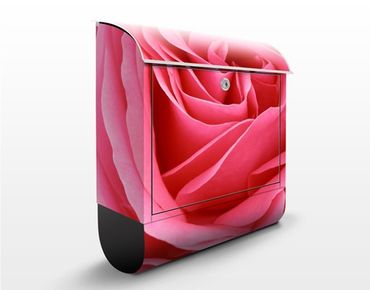 Letterbox - Lustful Pink Rose