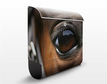 Letterbox - Horse Eye