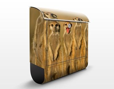 Letterbox - Meerkat Family