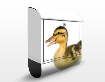 Letterbox - Duckling I
