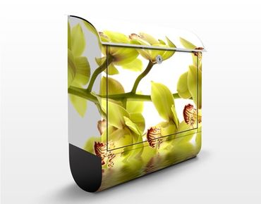 Letterbox - Splendid Orchid Waters