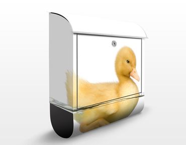 Letterbox - Duckling III