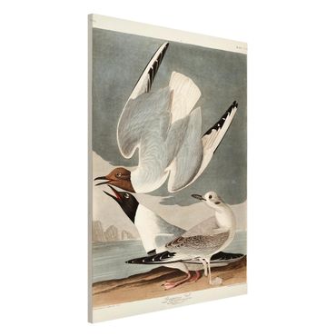 Magnetic memo board - Vintage Board Bonaparte Gull