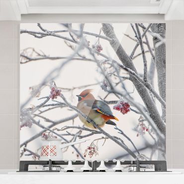 Glass Splashback - Waxwing In Tree - Square 1:1