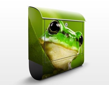 Letterbox - Frog