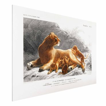 Print on forex - Vintage Board Lioness And Lion Cubs