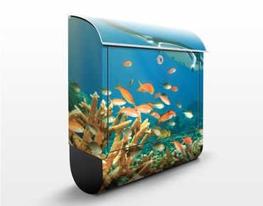 Letterbox - Coral reef