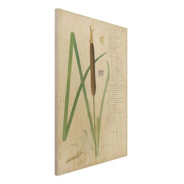 Print on wood - Vintage Botany Drawing Grasses II