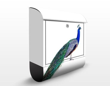Letterbox - Peacock