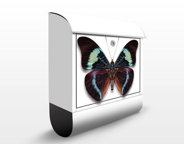 Letterbox - Lepidoptera