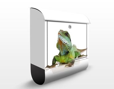 Letterbox - Green Iguana II