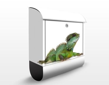 Letterbox - Green Iguana I