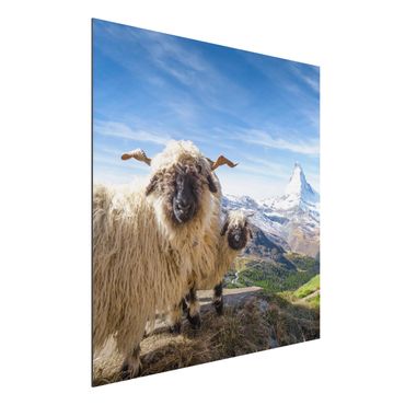 Print on aluminium - Blacknose Sheep Of Zermatt