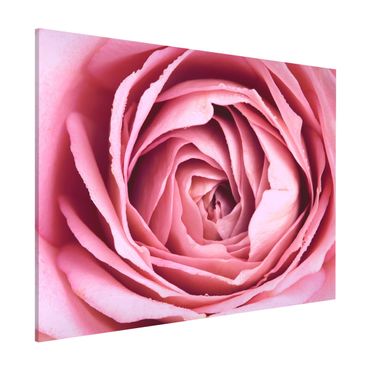 Magnetic memo board - Pink Rose Blossom