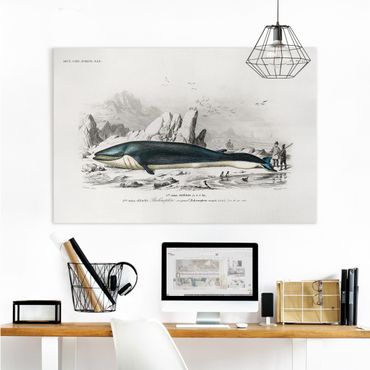 Print on canvas - Vintage Board Blue Whale