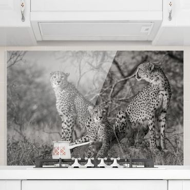 Splashback - Three Cheetahs