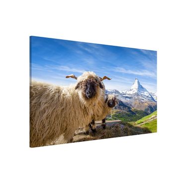 Magnetic memo board - Blacknose Sheep Of Zermatt
