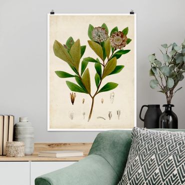 Poster flowers - Deciduous Poster V