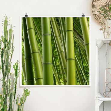 Poster - Bamboo Trees