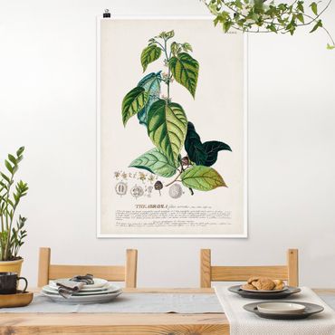 Poster - Vintage Botanical Illustration Cocoa