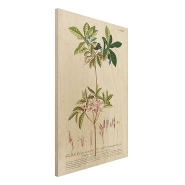 Print on wood - Vintage Botanical Illustration Azalea
