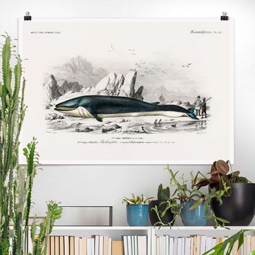 Poster - Vintage Board Blue Whale