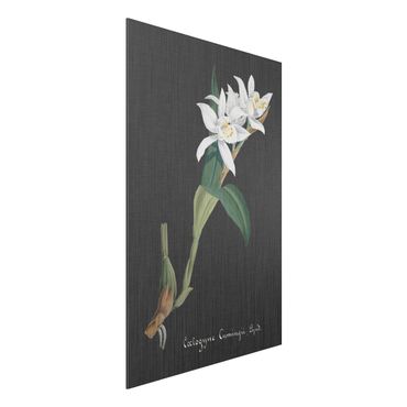 Print on aluminium - White Orchid On Linen II