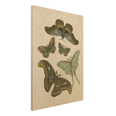 Print on wood - Vintage Illustration Exotic Butterflies II