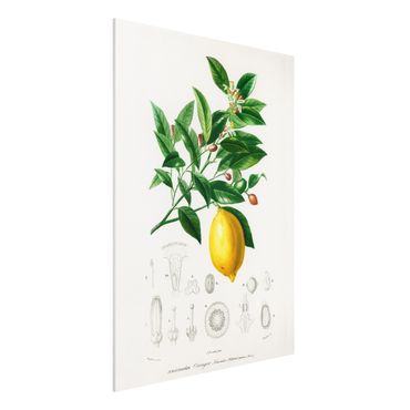 Print on forex - Botany Vintage Illustration Of Lemon