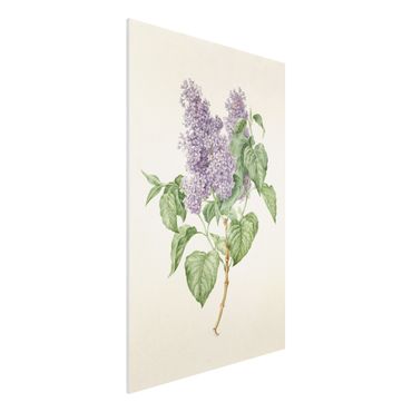 Print on forex - Maria Geertruyd Barber-Snabilie - Lilac