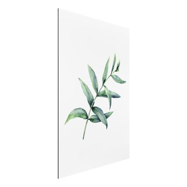 Print on aluminium - Waterclolour Eucalyptus l