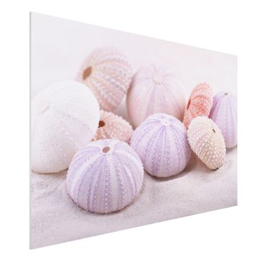 Print on forex - Sea Urchin In Pastel
