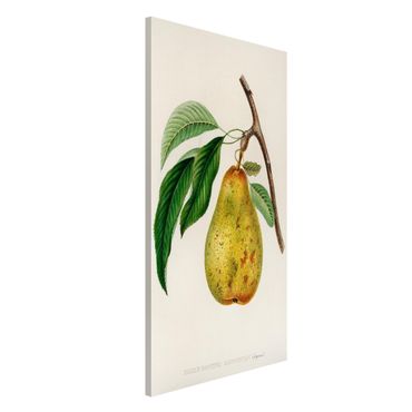 Magnetic memo board - Botany Vintage Illustration Yellow Pear